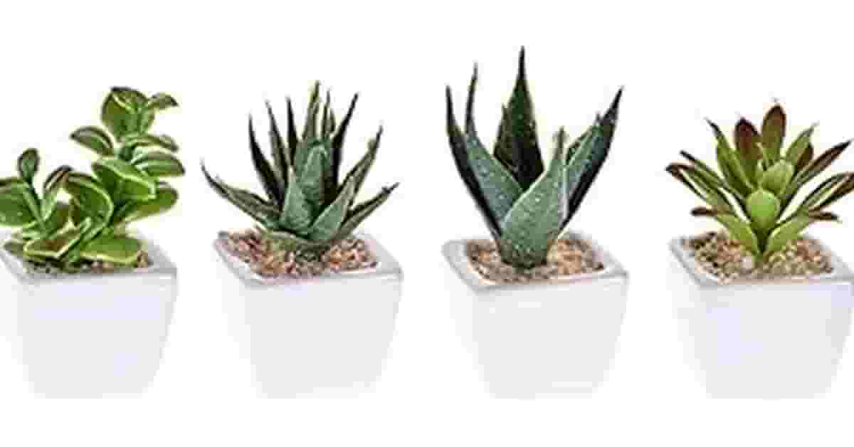 Melhor Suculenta: Artificial ou Natural? Descubra
