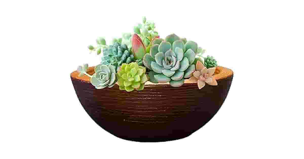 Melhor Vaso Para Suculenta: Drenagem e Material