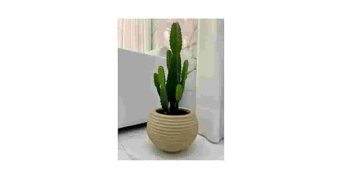 Melhor Vaso para Zamioculca: 10 Opções com Estilo
