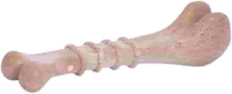 Kit Biobone 1 Unid. Mordedor Natural para Cães (Pequeno, Laranja)