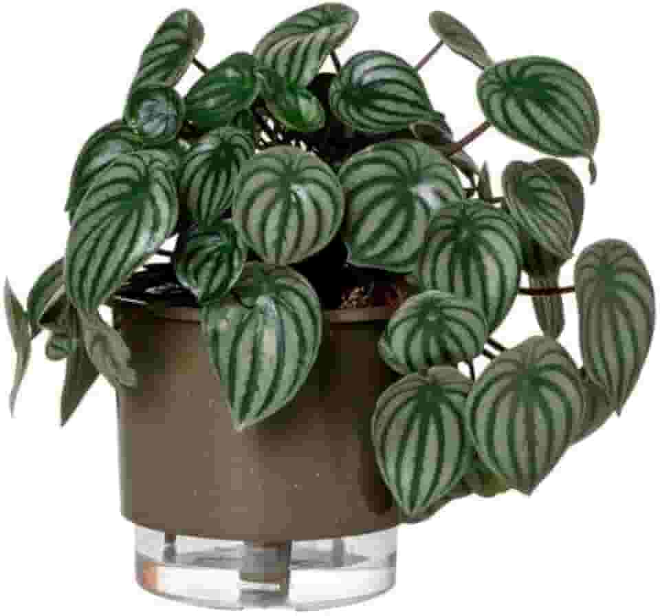 Vaso Autoirrigável Médio N03 16cm x 14cm - Terrazzo Basalto