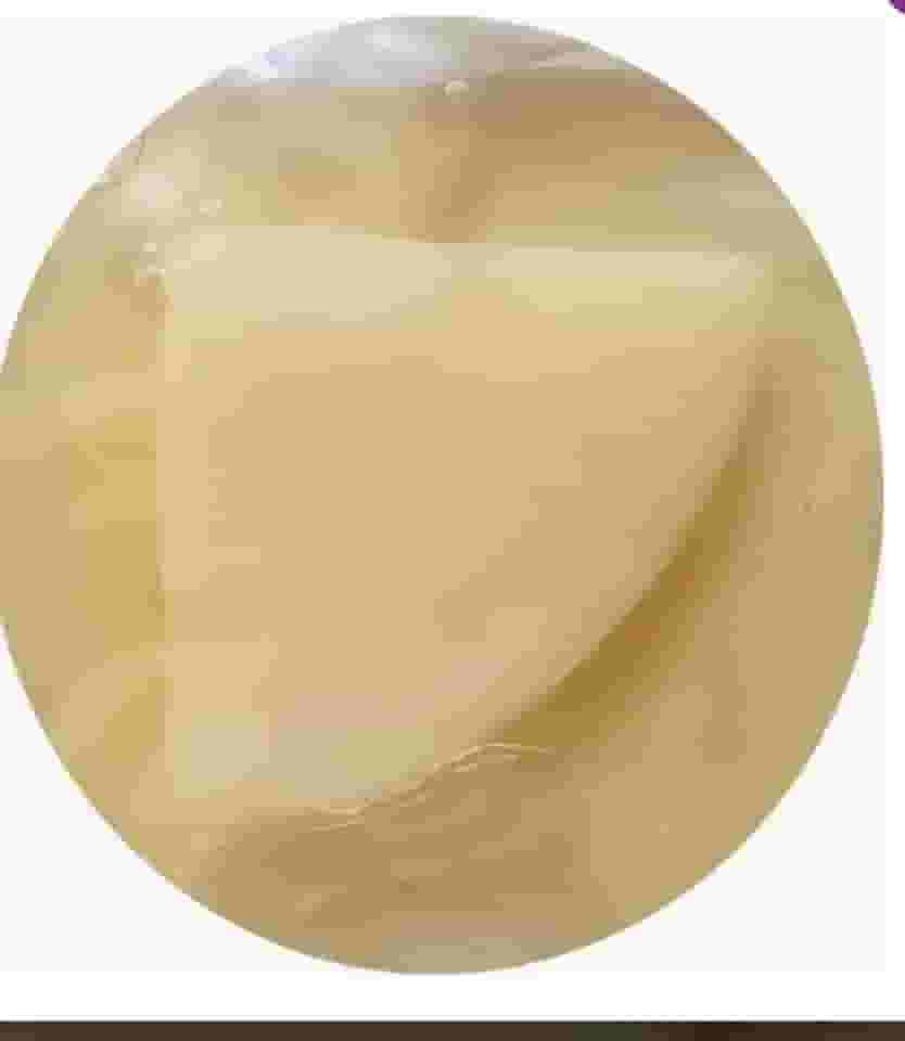 Kombucha Starter Scoby Alemão