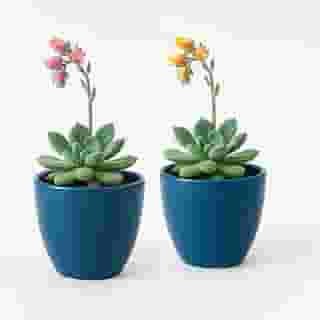 Kit 2 Cachepots de Porcelana com Furo – Vaso Pequeno para Plantas, Suculentas, Decoração Moderna (Azul)