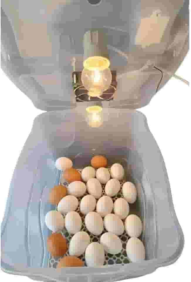 Chocadeira Pet Compacta Com Capacidade Para 30 Ovos De Galinha Ou 90 Ovos De Codorna