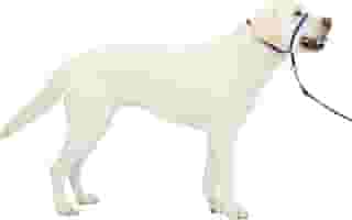 PetSafe Coleira de cabeça para cães Gentle Leader - A melhor solução para puxar - Redireciona o puxão do seu cão para caminhadas mais fáceis - Ajuda você a recuperar o controle - Grande, azul royal