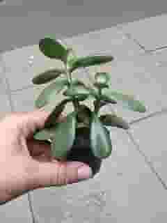 Suculenta Planta Jade : Atrai Sorte, Prosperidade E Dinheiro