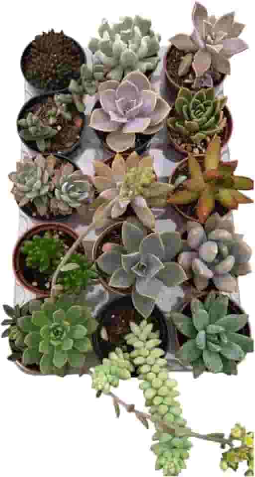 KIT COM 15 SUCULENTAS NATURAIS COLORIDAS E SORTIDAS PARA PRESENTEAR, COLECIONAR
