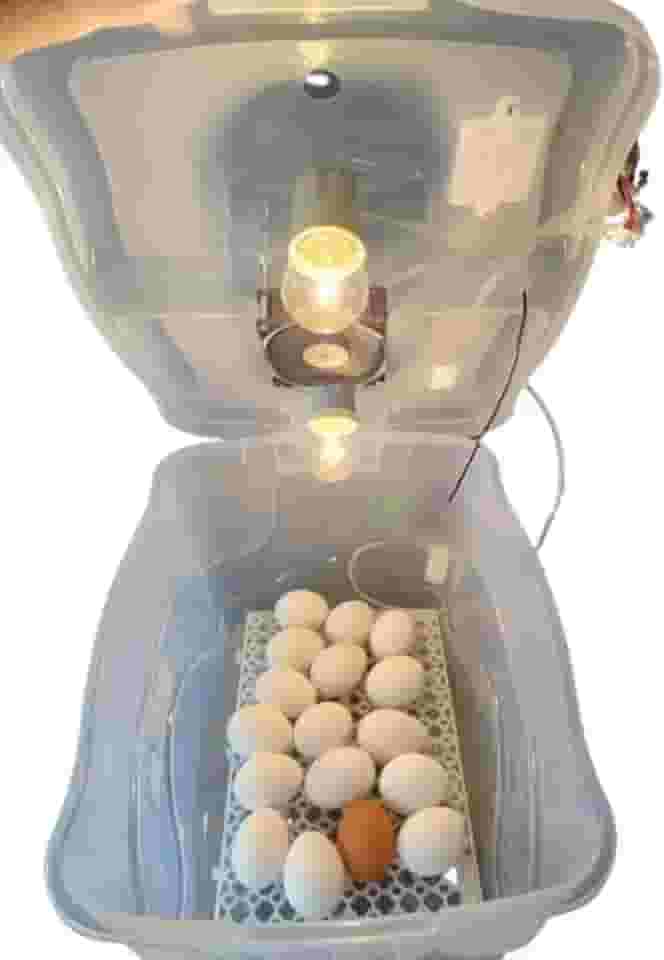 Chocadeira Com Controle De Temperatura Automático Capacidade 30 Ovos De Galinha Ou 90 De Codorna