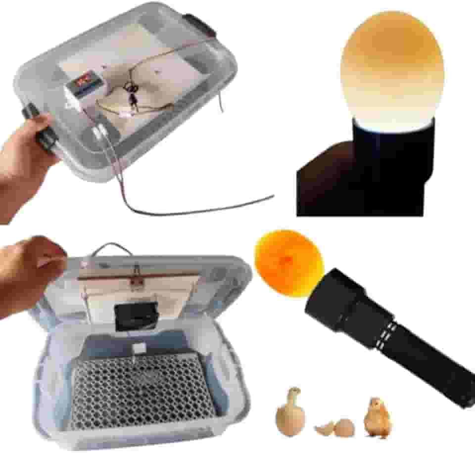 Chocadeira Pet 220 ou 120 Volts Com Ovoscopio Cooler Para 30 Ovos De Galinha Ou 90 De Codorna