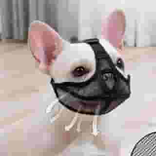 Focinheira Ventilada para Cães Braquicefálicos, Ajustável com Malha de Nylon, Ideal para Bulldog, Pug, ShihTzu, Pequinês, Maltês e Terrier (Preto, M)
