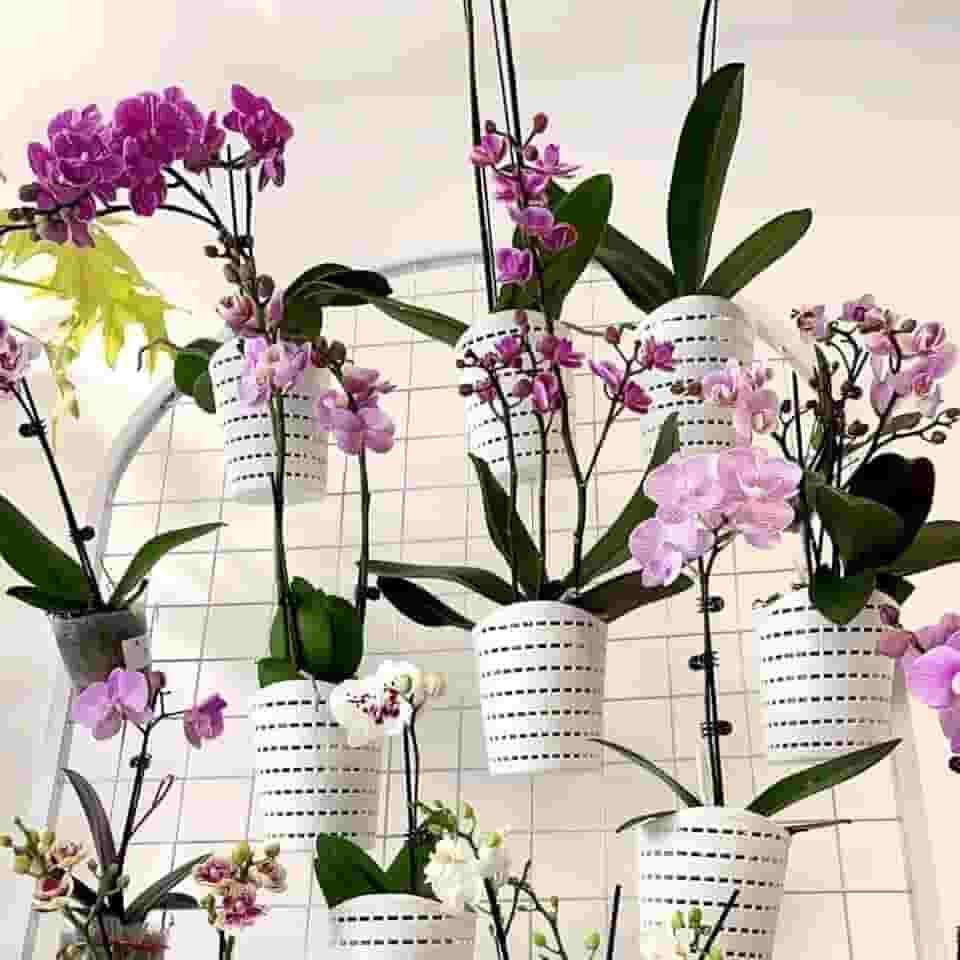 RISEON Vasos de orquídea de plástico com furos - Vaso de orquídea decorativo para orquídeas pequenas para orquídeas de Dendrobium Oncidium Cattleya para ambientes internos e externos (branco)