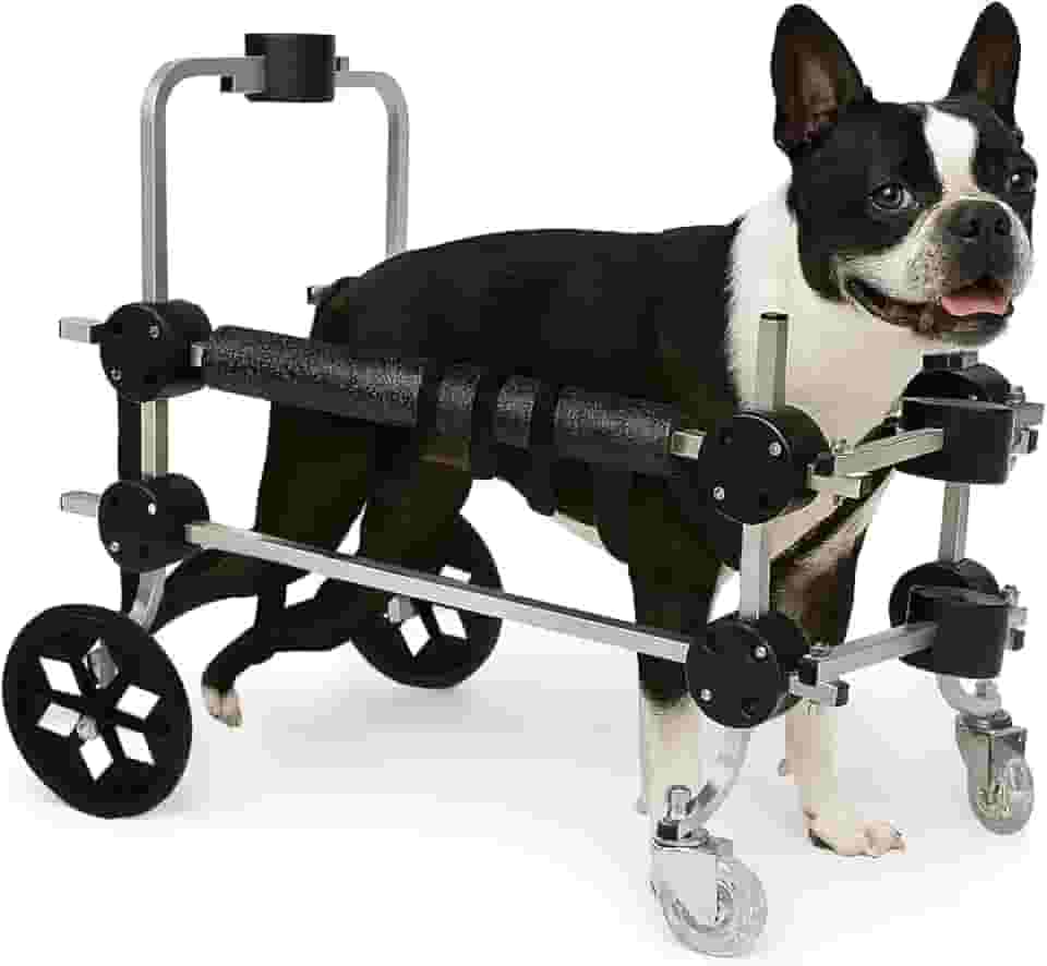 Cadeira De 4 Rodas Cachorro Tamanho M Médio Andador Cão Pet Best Soluções