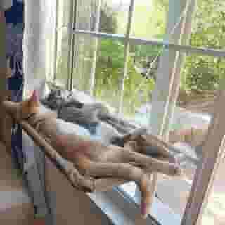 Homesen Rede para gatos em janela para gatos cama de gato respirável ventosas para banho de sol cama de rede para gatos cães