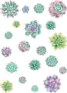 Detalhes de suculentas Rustic Bloom – Tamanhos variados
