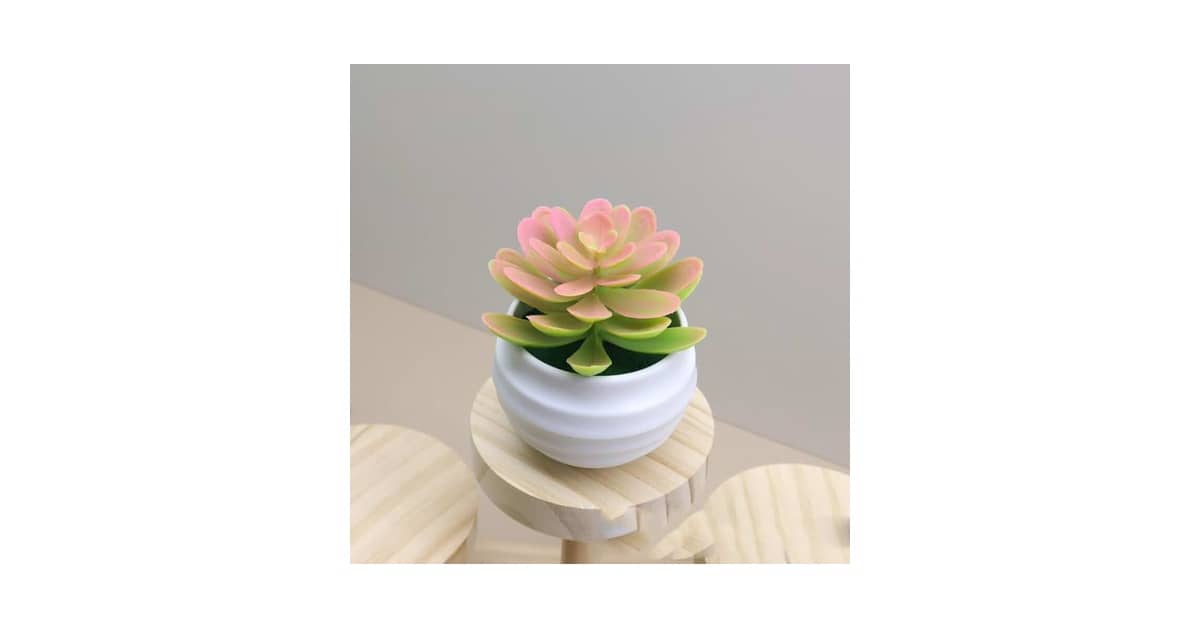 Melhor Ambiente para Suculentas: Guias de Vasos e Plantas