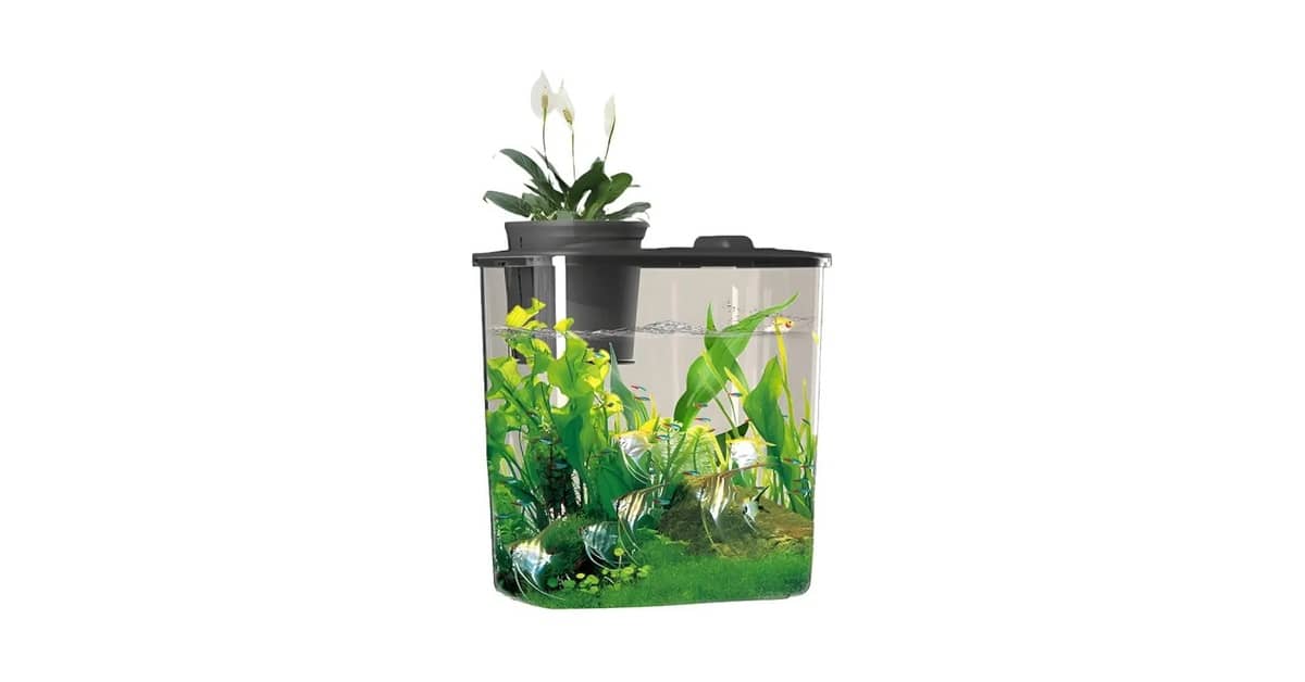 Melhor Aquário para Peixe Betta: Guia Definitivo
