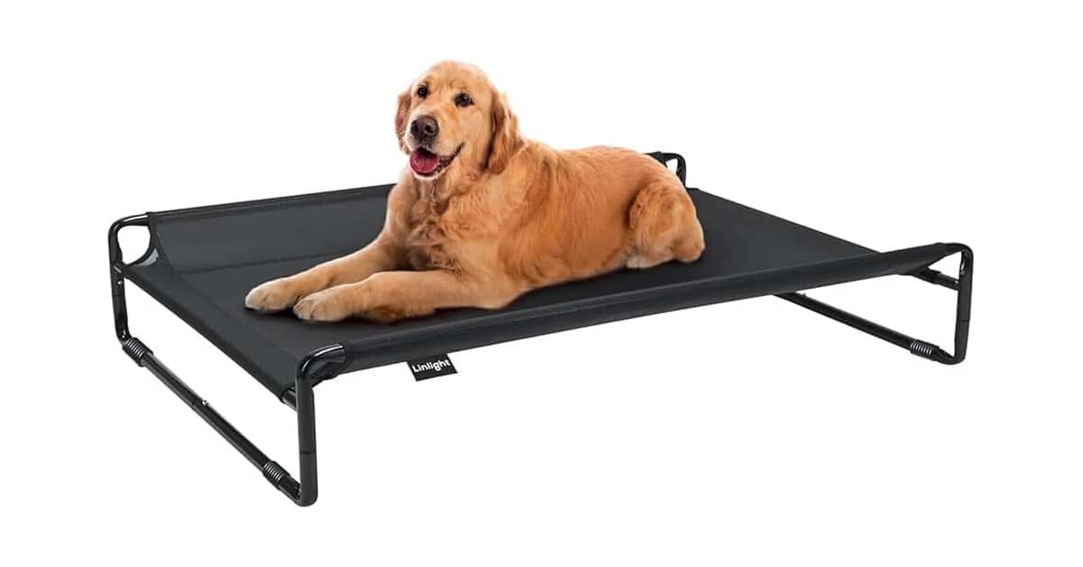 Melhor cama para cachorro: da suspensa à impermeável