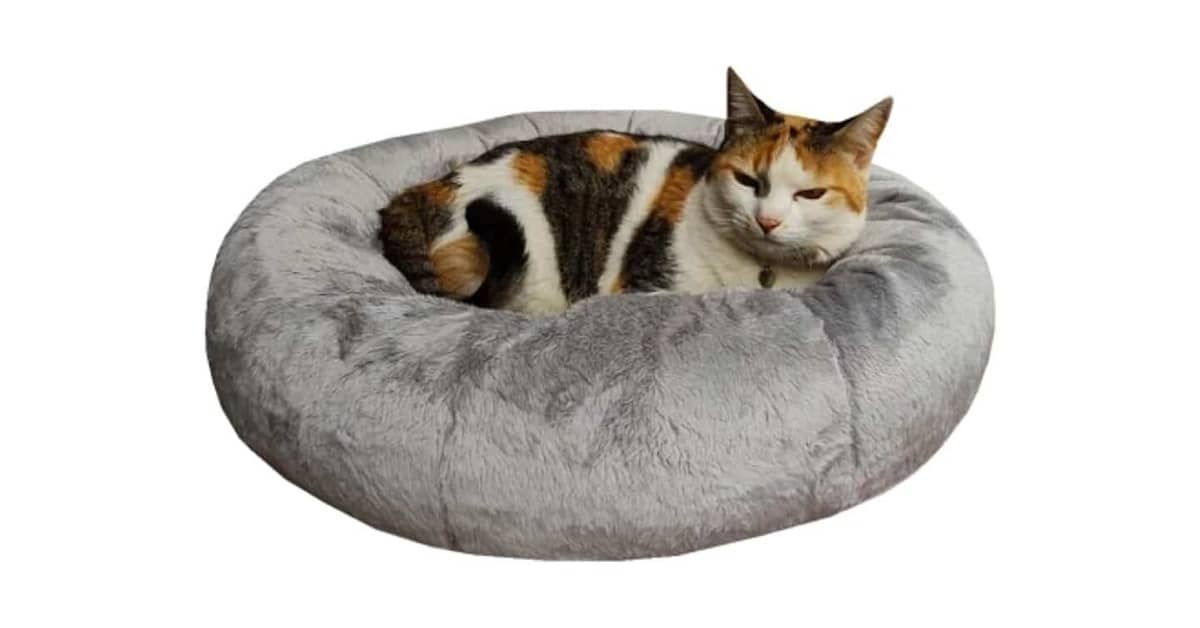 Melhor Cama para Gato: De Janela, Toca ou Nuvem?