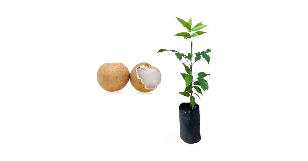 Melhor Frutifera para Vaso: Produção Rápida e Saborosa