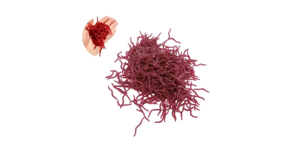 Melhor Isca Artificial para Tilápia: Guia Essencial