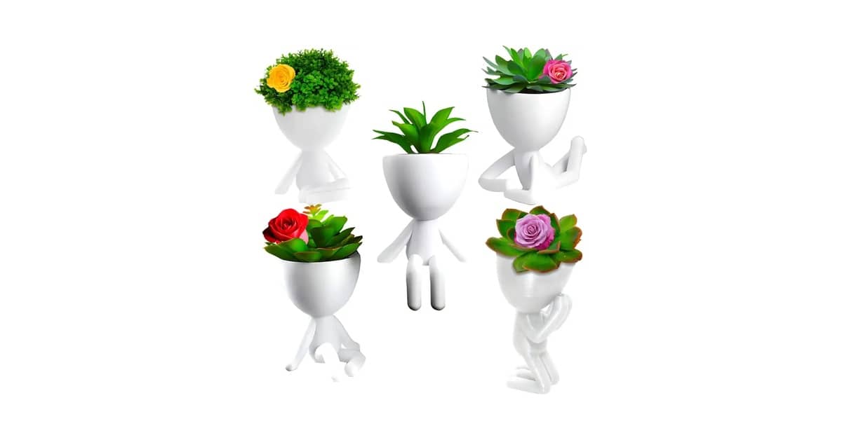 Melhor Lugar para Suculentas: Escolha Ideal