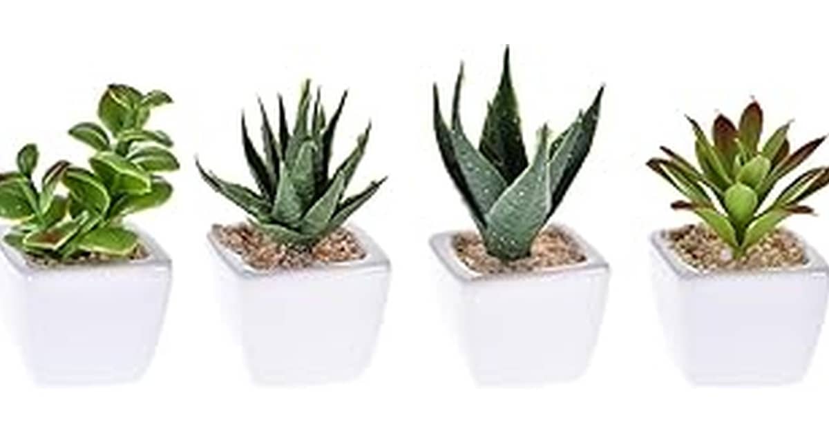 Melhor Suculenta: Artificial ou Natural? Descubra