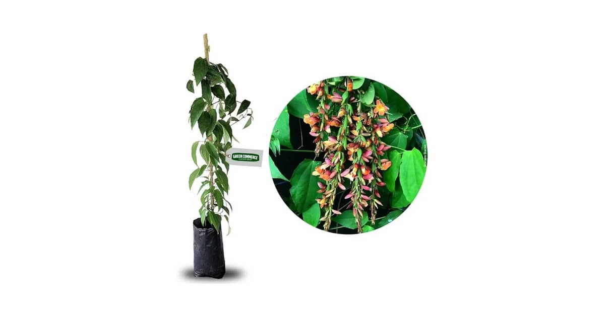 Melhor Trepadeira para Pergolado: 4 Mudas Exuberantes