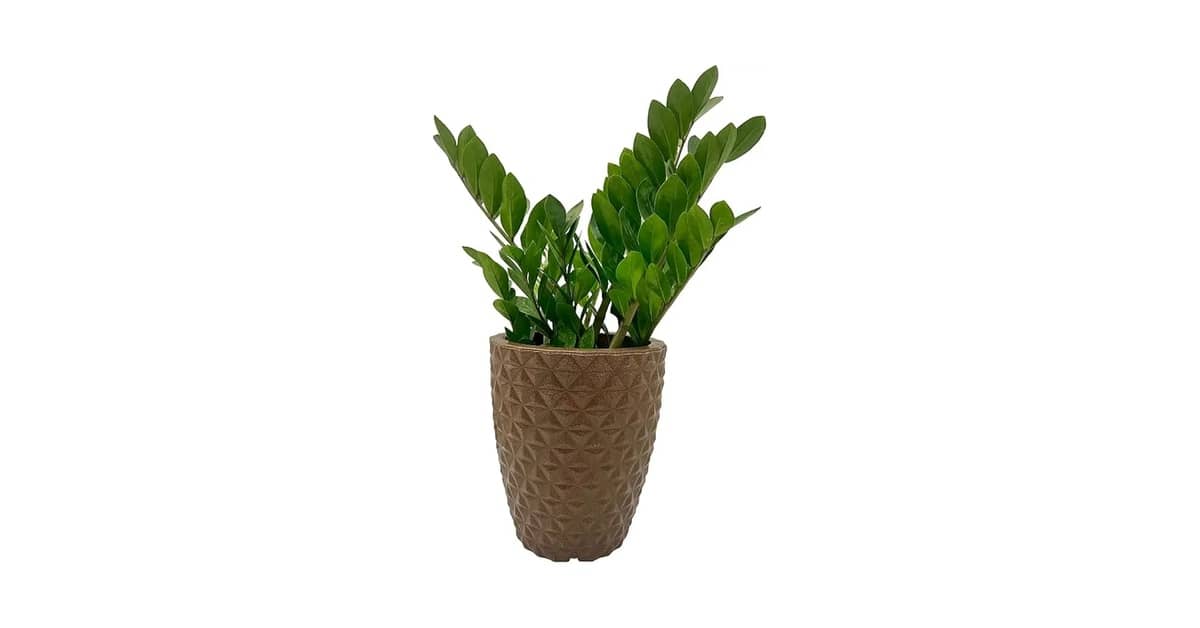 Melhor Vaso para Zamioculca: 10 Opções com Estilo