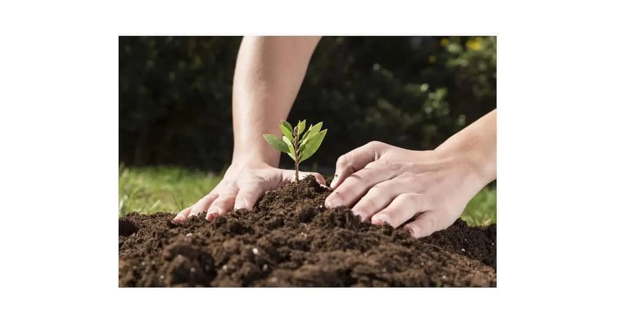 Qual e Melhor Terra Vegetal ou Substrato: Guia Essencial