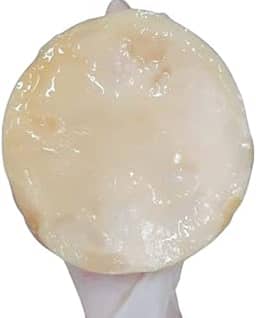 Kombucha Starter Scoby Premium