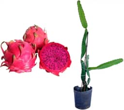 Muda de Pitaya 50 a 80cm AMK - Plantas Online, frutífera Exótica Trepadeira para Quintal e Produção de Frutos