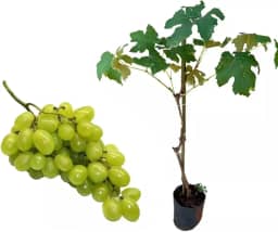 Muda de Uva Thompson (Vitis vinifera) Altura de 50 a 80cm – variedade de uva sem sementes, ideal para consumo in natura, produção de vinhos, cultivo em parreirais, estufas, quintais, produtiva