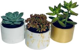 Kit com 3 Vasos Decorativos em Cimento para Suculentas e Plantas Pequenas – 7cm de Diâmetro (Cinza e dourado)