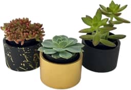Kit com 3 Vasos Decorativos em Cimento para Suculentas e Plantas Pequenas – 7cm de Diâmetro (Preto e dourado)