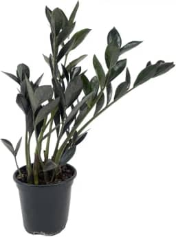 Mini Zamioculca Black Dowon Planta Rara Exótica Com Vaso Decoração Para Interiores