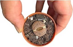 Pedra Viva, Lithops, Natural