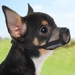 Focinheira ajustável para cães para controle de mordida - design de malha macia permite respirar e beber, tamanho pequeno em preto