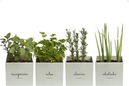 Kit 4x Vasos Autoirrigáveis Minha Horta Branco Cinza Creme Rosa Salmão Jardim Hortaliças Manjericão Salsa Alecrim Cebolinha (Cinza)