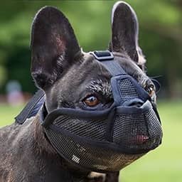 Focinheira Ajustável para Cachorro de Focinho Curto Bulldog, Shih Tzu, Pug, Pequinês e outras raças semelhantes, Máscara Confeccionada em Malha de Nylon Mácia e Resitente (Preto, M)