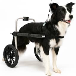 Cadeira de 2 Rodas Para Cachorro Tam G Rodas Grandes Regulável Pata Traseira Paraplegia Reabilitação Paralisia Idoso Pet Best Soluções