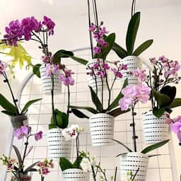RISEON Vasos de orquídea de plástico com furos - Vaso de orquídea decorativo para orquídeas pequenas para orquídeas de Dendrobium Oncidium Cattleya para ambientes internos e externos (branco)