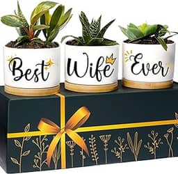 Rosa Vila Plantadores de esposa, presentes de aniversário para esposa do marido, presente de aniversário exclusivo para mulheres, melhores presentes para esposa, ideias de presente de aniversário para