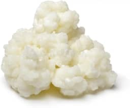 Kefir de Leite Bichinho Do Iogurte Mudas De Kefir Em Grãos De Leite Real