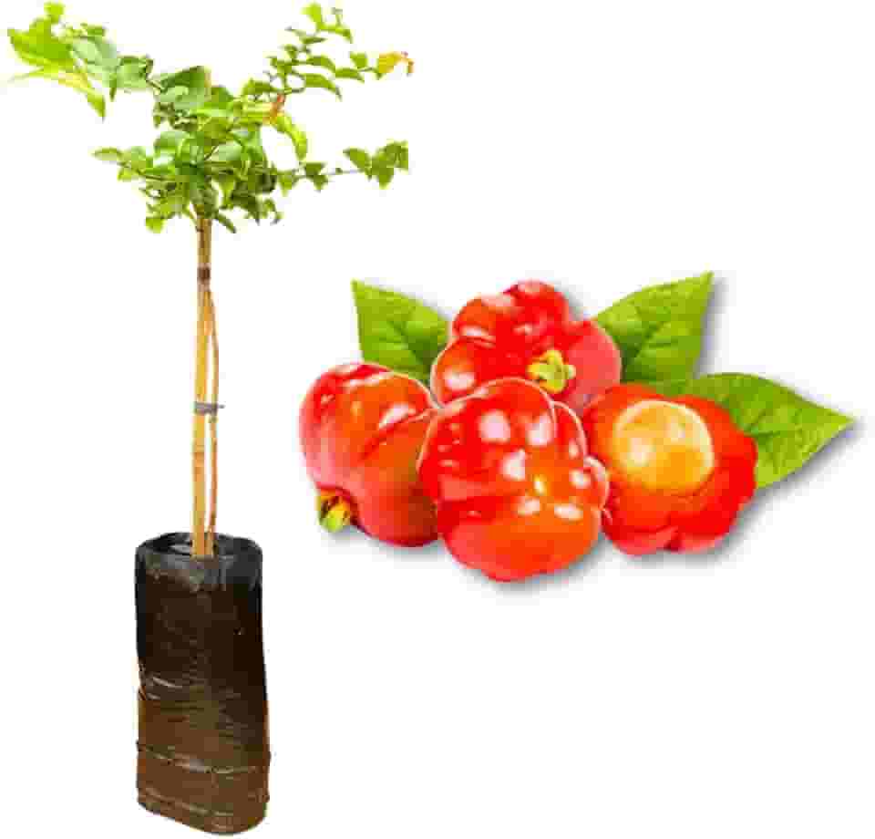 Muda de Pitanga - Rápida Produção - Produz em Vasos