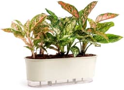 Jardineira Autoirrigável 40cm x 16cm - Terrazzo Calcário