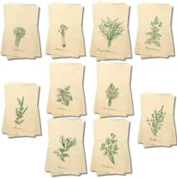 Kit 5 Panos De Prato Cru Coleção Temperos 100% Algodão Cru Minimalista Decorativo