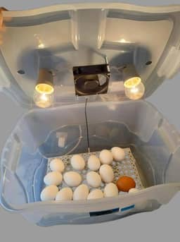 Chocadeira Pet Com Ovoscopio 2 Lâmpadas Cooler Para 30 Ovos De Galinha Ou 90 De Codorna