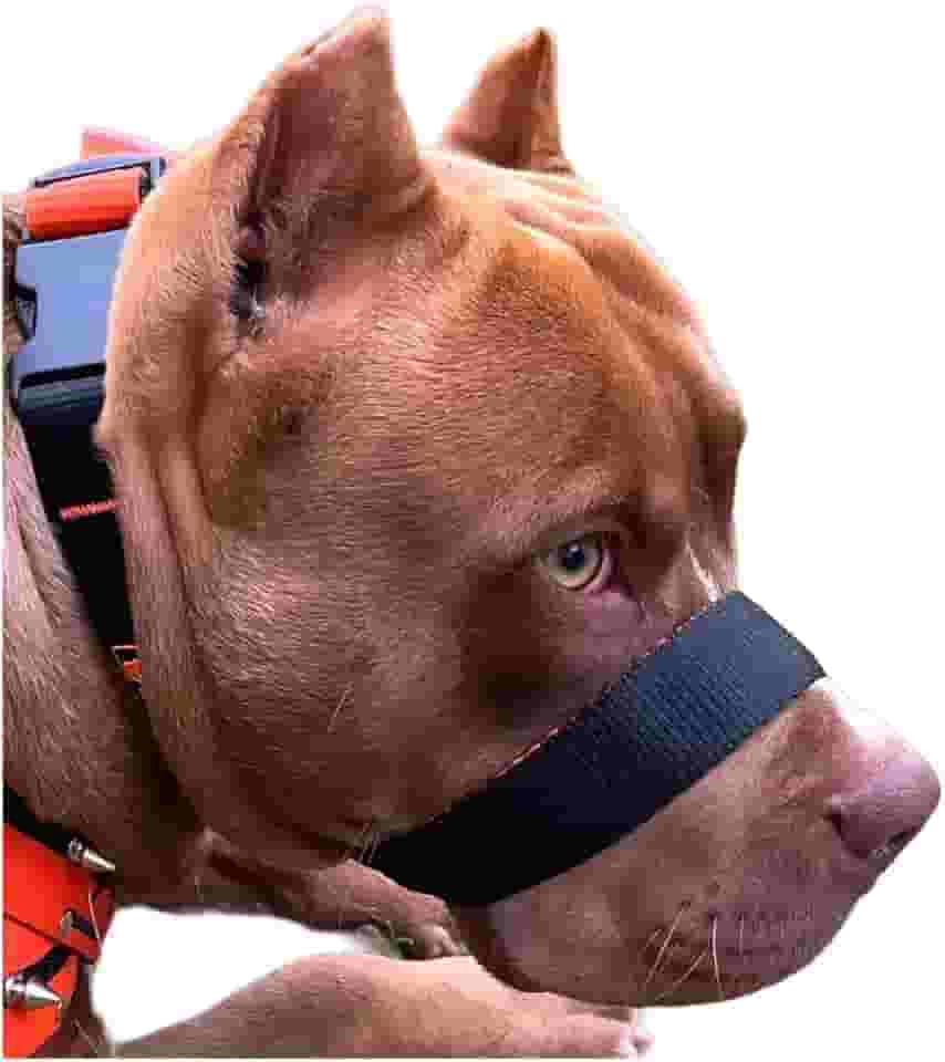 A Única Focinheira Confortável Do Mercado A Mais Vendida Pet (M)