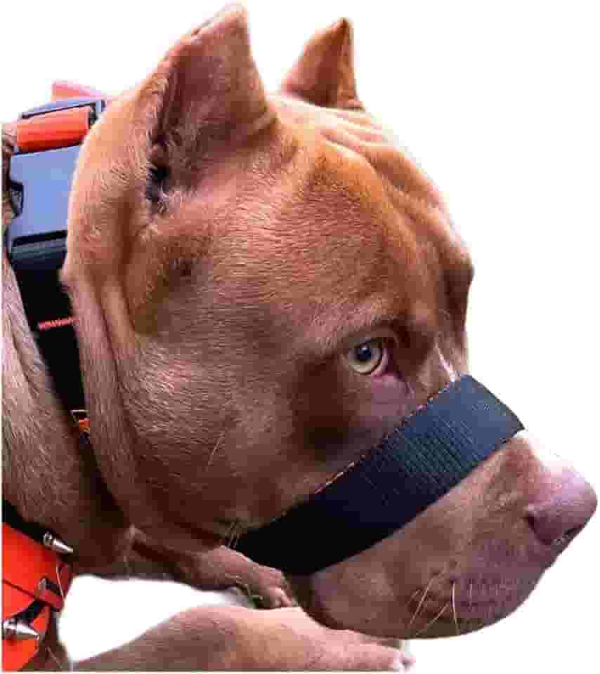 A Única Focinheira Confortável Do Mercado A Mais Vendida Pet (M)