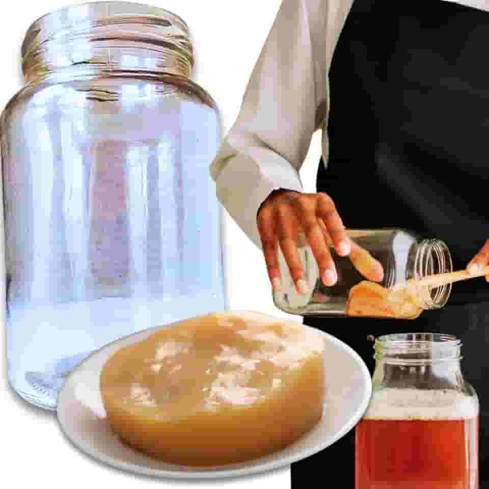 Kombucha Tradicional Scoby Colônia Viva Chá Fermentado Natural + Vidro 500ml com Tampa Original Caseiro Artesanal Probiótico Saudável Detox